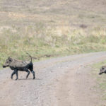 TP_Afrika_Tansania_Ngorongoro_small_IMG-8661