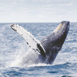 TP_Thomas-Kelley-Unsplash-Humpback-Whale-63615