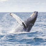 TP_Thomas-Kelley-Unsplash-Humpback-Whale-63615_1440x810