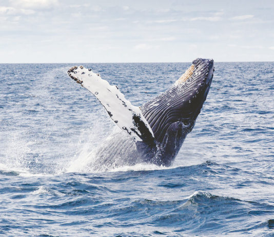 Warum meine Reiseträume wie ein Buckelwal sind Photo by Thomas Kelley on Unsplash