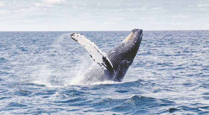 Warum meine Reiseträume wie ein Buckelwal sind Photo by Thomas Kelley on Unsplash