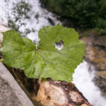 Blatt am Wasserfallweg Bad Gastein