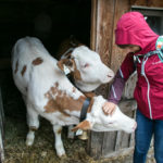 Kälber im Stall auf der Pottinger Alm