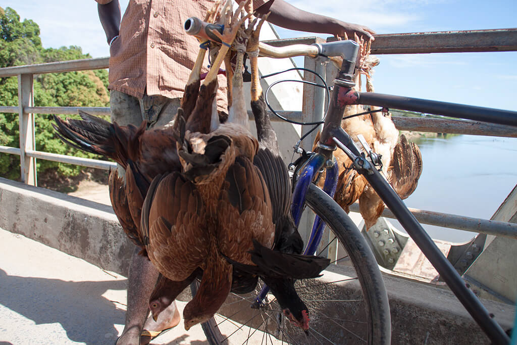 Madagaskar Hühner Transport