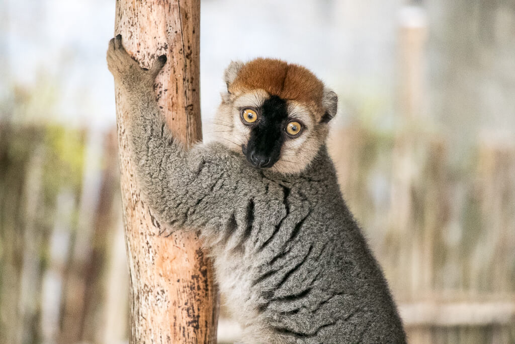 Lemur in Morondava