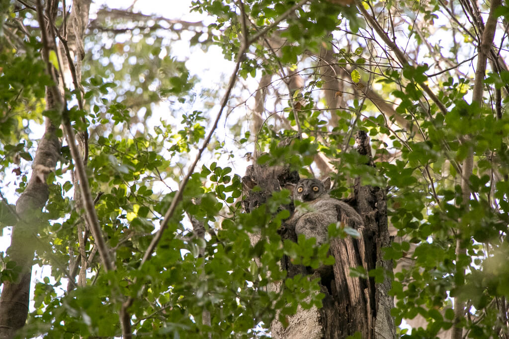 Lemur im Tsingy de Bemaraha Nationalpark