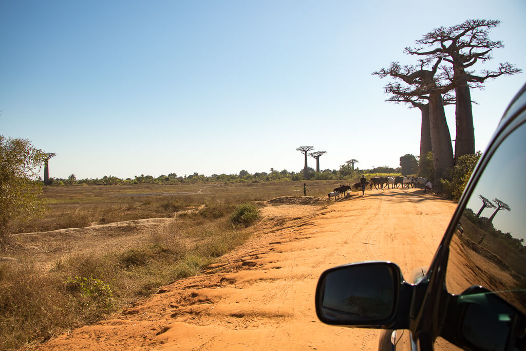 Staubpiste am Weg durch die Baobaballee bei Morondava