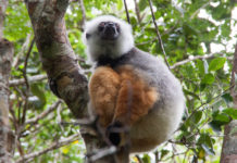 Andasibe – auf Kuschelkurs mit Madagaskars Lemuren Sifaka Andasibe Mantadia Nationalpark