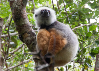 Andasibe – auf Kuschelkurs mit Madagaskars Lemuren Sifaka Andasibe Mantadia Nationalpark