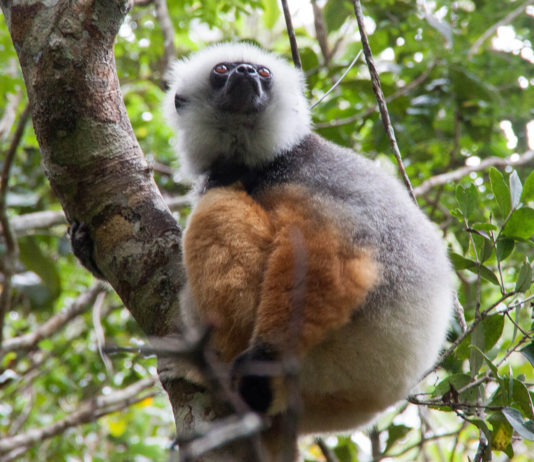 Andasibe – auf Kuschelkurs mit Madagaskars Lemuren Sifaka Andasibe Mantadia Nationalpark