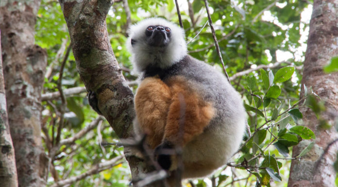 Andasibe – auf Kuschelkurs mit Madagaskars Lemuren Sifaka Andasibe Mantadia Nationalpark