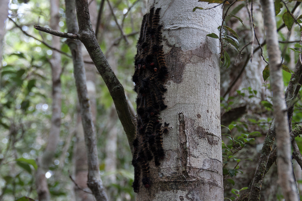 Raupen Andasibe Mantadia Nationalpark