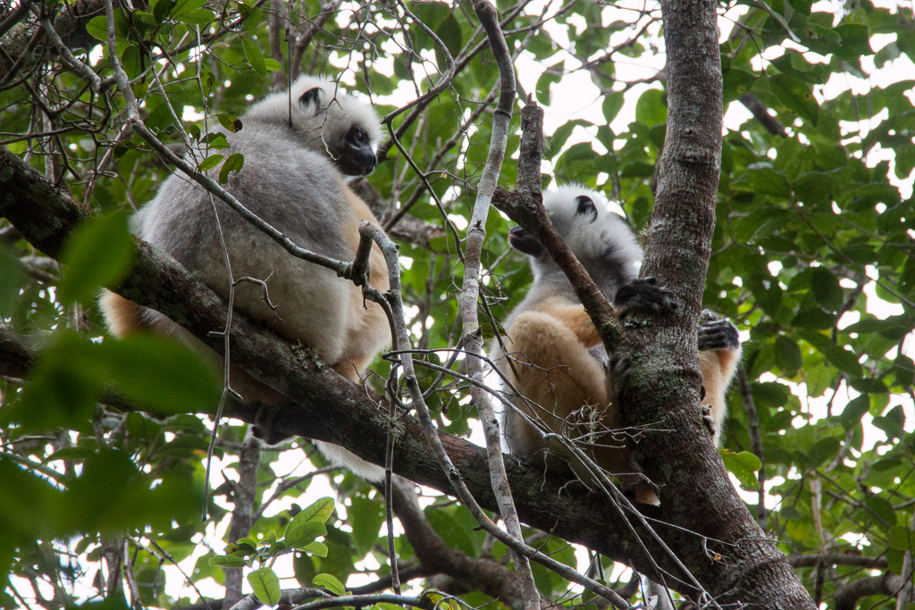 Sifakas im Andasibe Mantadia Nationalpark