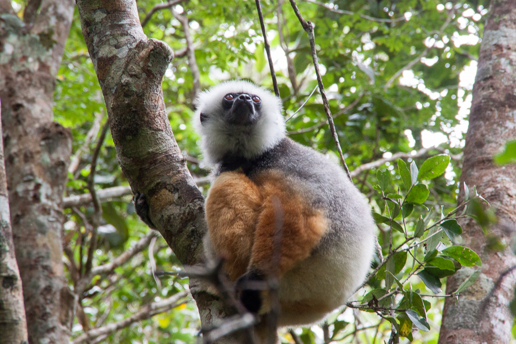 Sifaka im Andasibe Mantadia Nationalpark nahe