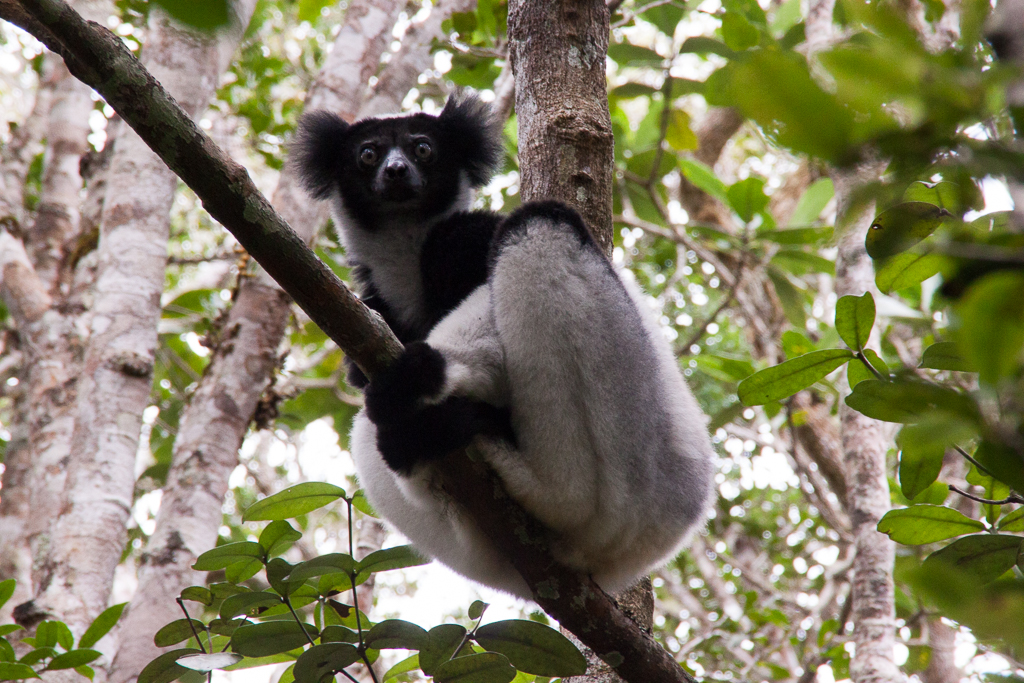 Indri im Andasibe Mantadia Nationalpark