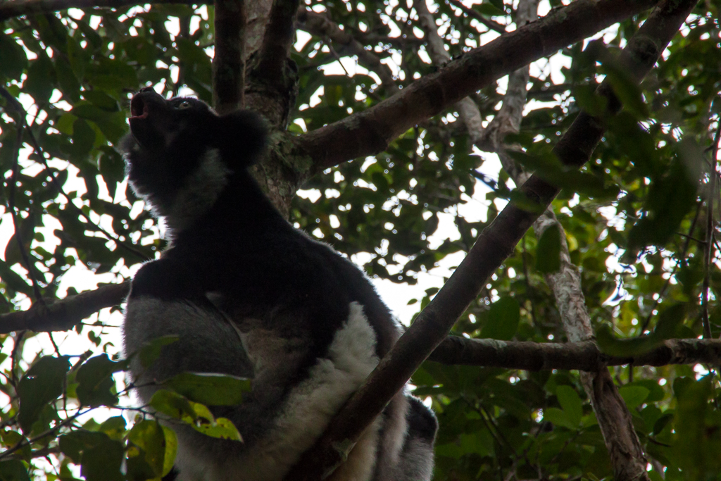 Lemuren heulen Andasibe Mantadia Nationalpark