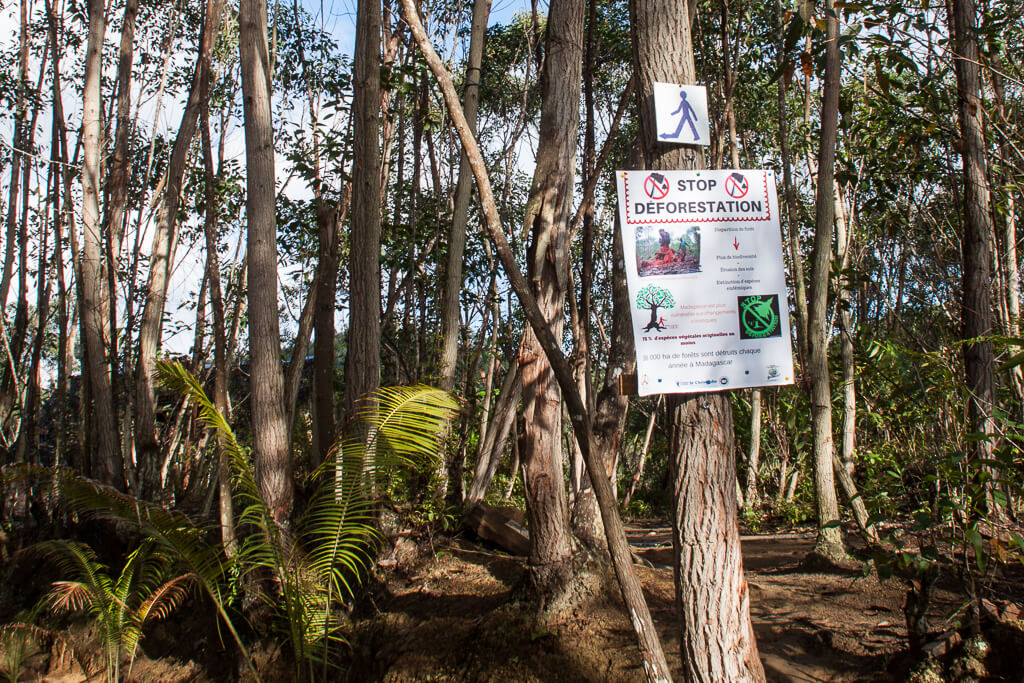 Stop Deforestation Andasibe