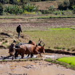 Zebu Pflug Madagaskar