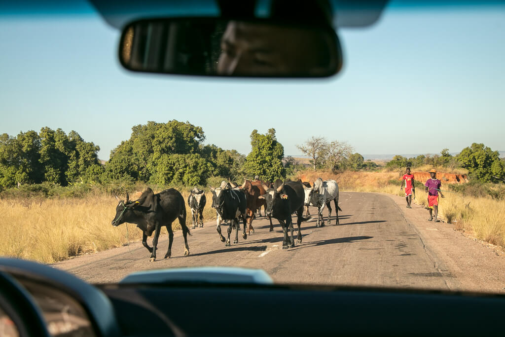 Zebu-Herde auf Madagaskars Straße