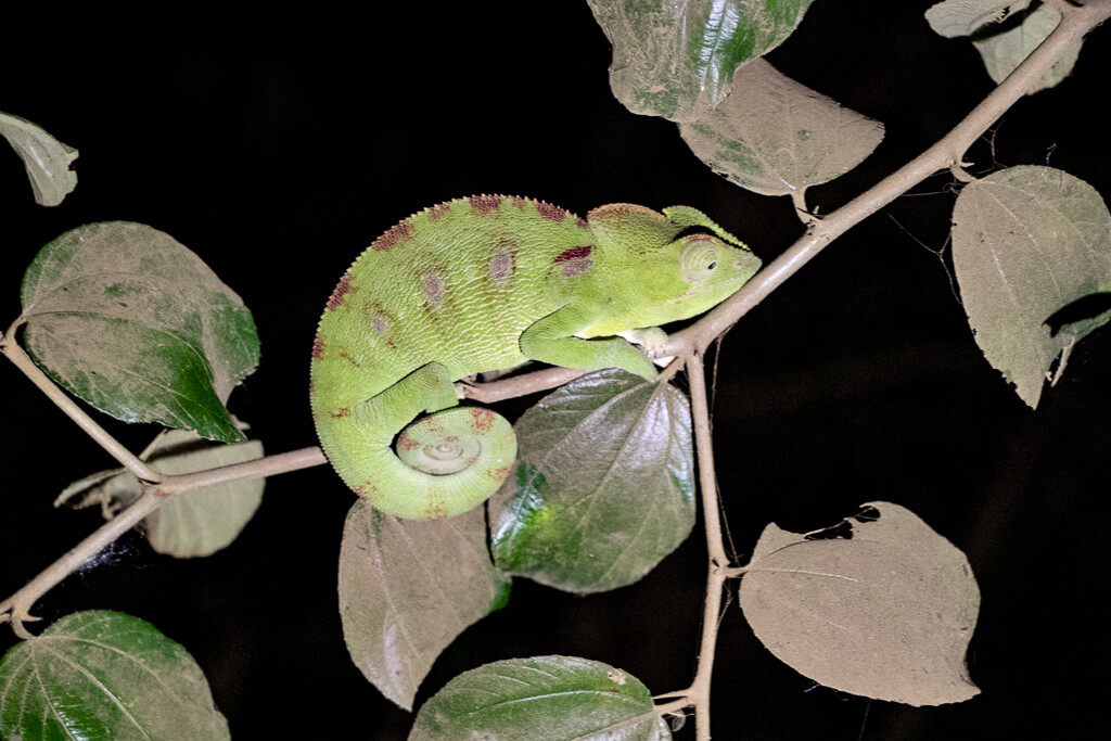 Grünes Chamäleon Madagaskar bei Nacht