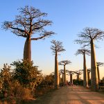 TP_Madagaskar_05_Baobaballee_IMG-1353_1067x600 (1)