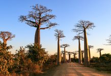 In Madagaskar stehen die Bäume Kopf – die Baobaballee bei Morondava Baobaballee bei Morondava in Madagaskar