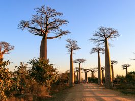 In Madagaskar stehen die Bäume Kopf – die Baobaballee bei Morondava Baobaballee bei Morondava in Madagaskar