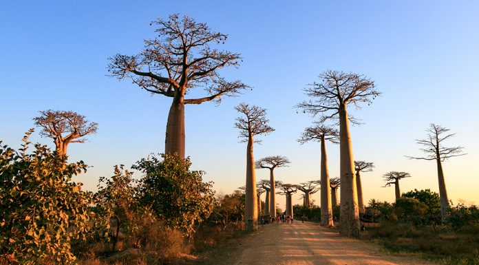 In Madagaskar stehen die Bäume Kopf – die Baobaballee bei Morondava Baobaballee bei Morondava in Madagaskar