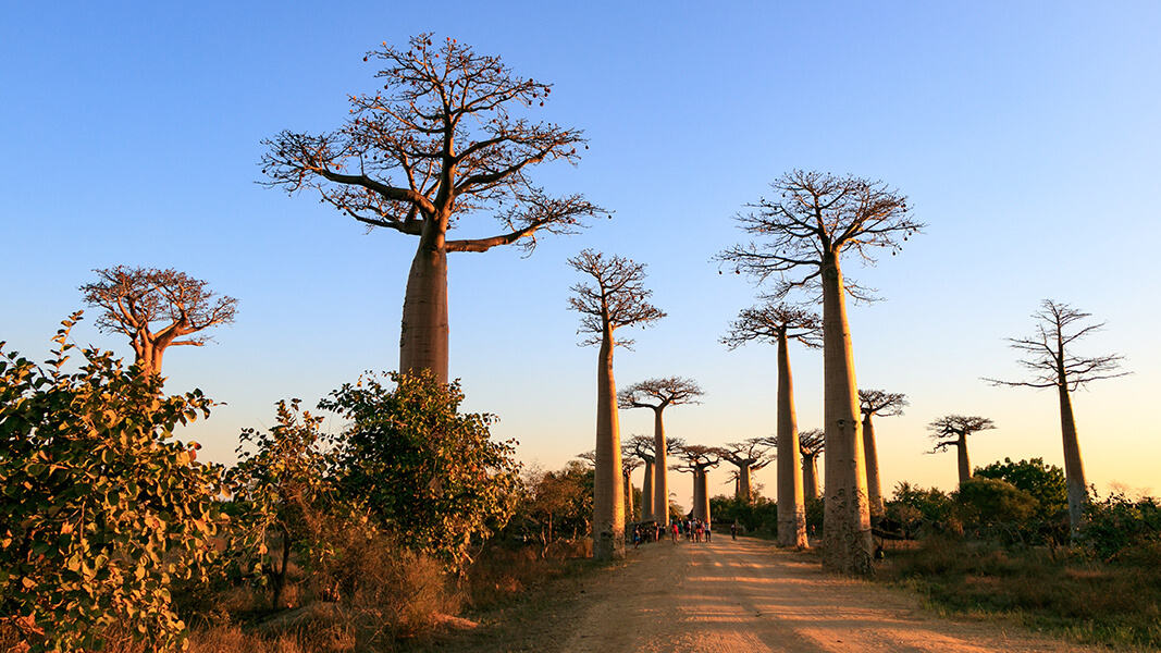 Baobaballee bei Morondava in Madagaskar