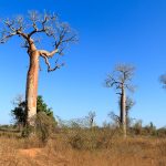 TP_Madagaskar_05_Baobaballee_small_IMG-1016