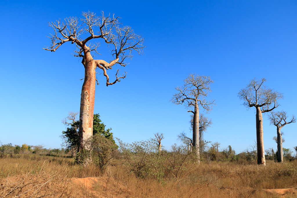 Affenbrotbäume in Madagaskar