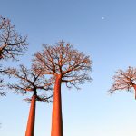 TP_Madagaskar_05_Baobaballee_small_IMG-1377