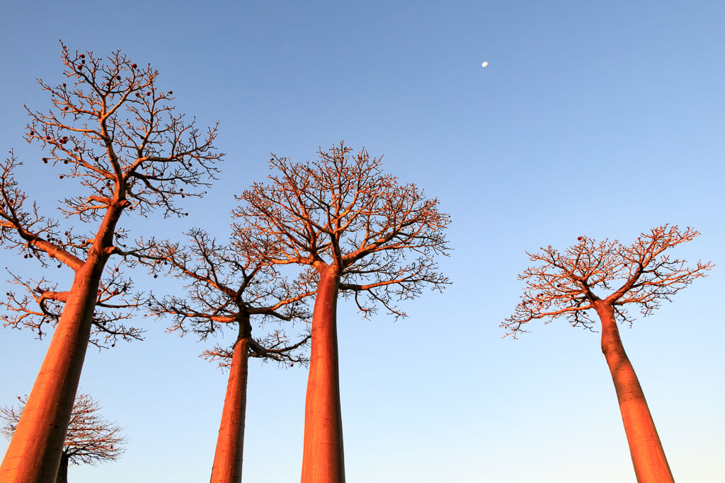 Baobabbäume in Madagaskar