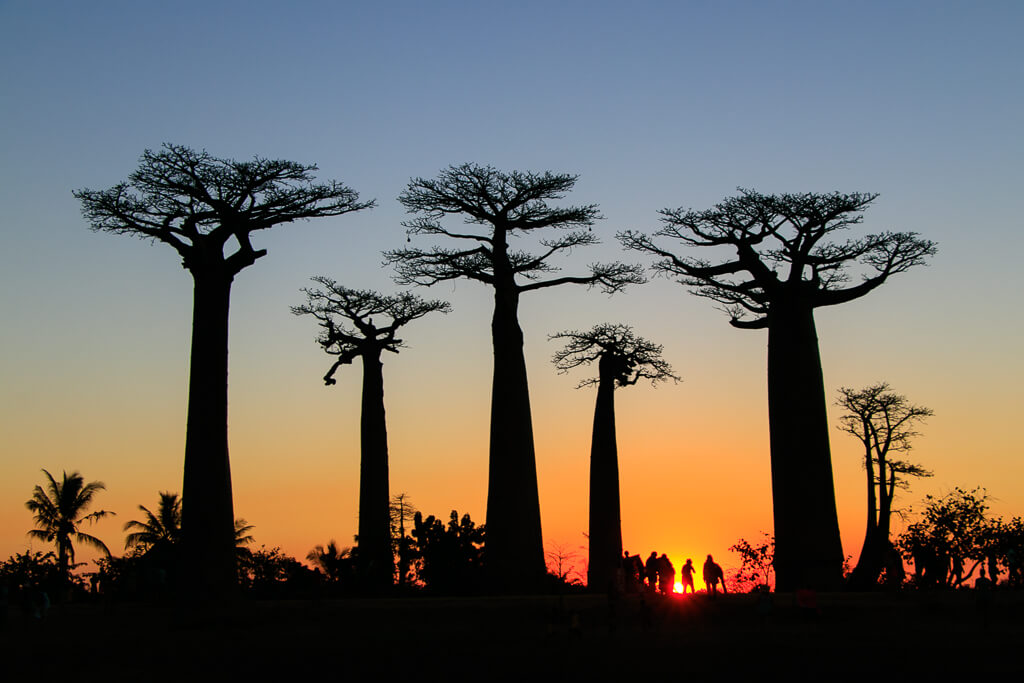 Silhouetten der Baobab-Bäume im Sonnenuntergang