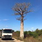 TP_Madagaskar_erster_Baobabbaum_FullSizeRender_1024