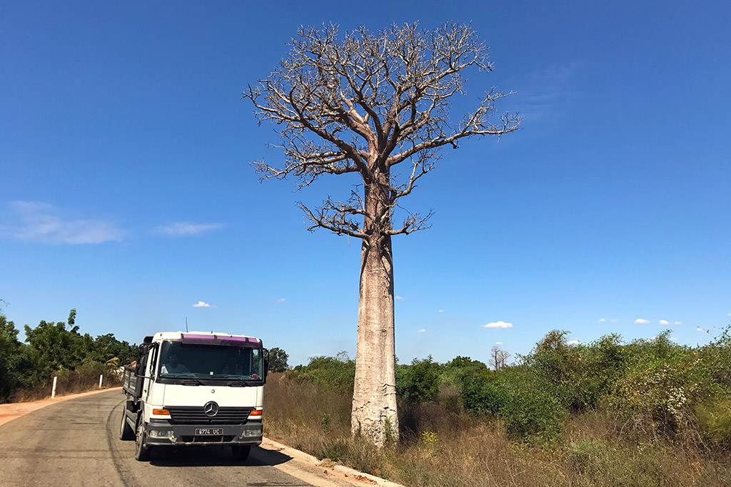 Unser erster Baobab Baum neben der Straße nach Morondava