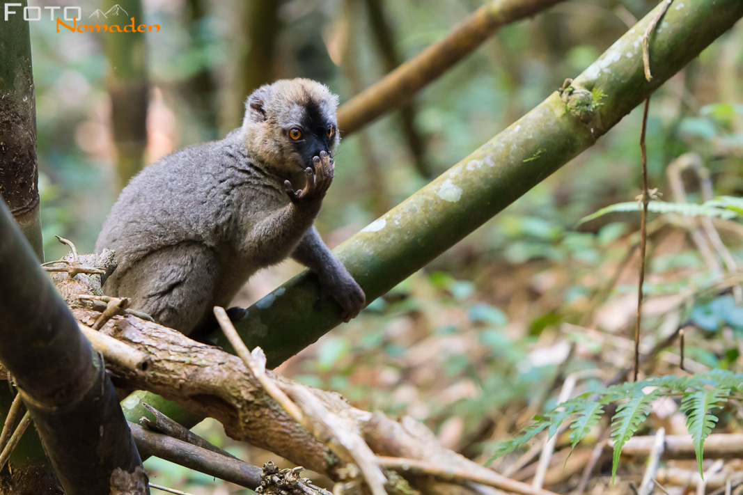 Bambuslemur in Madagaskar