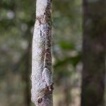 fotonomaden-madagaskar-blattschwanzgecko