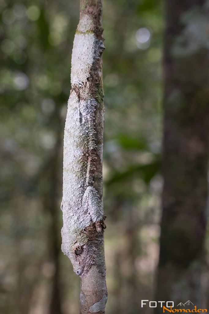 Madagaskar Blattschwanzgecko