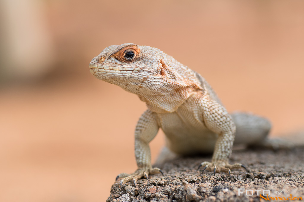 Echse in Madagaskar