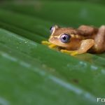 fotonomaden-madagaskar-frosch