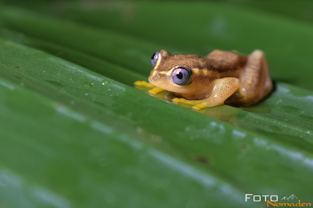 Frosch in Madagaskar
