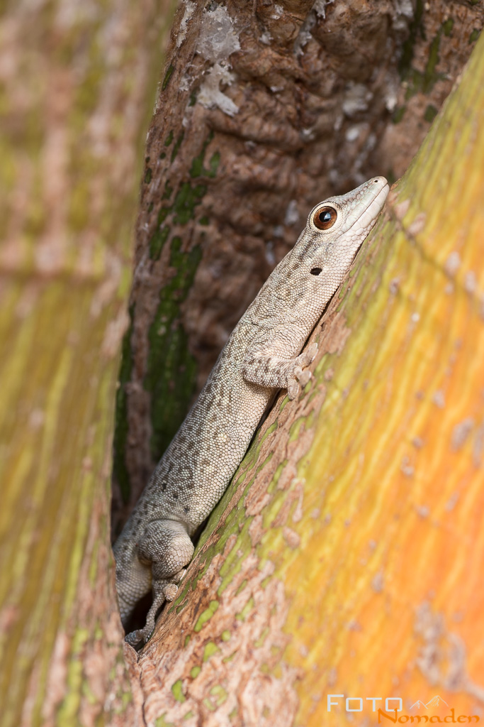 Gecko in Madagaskar