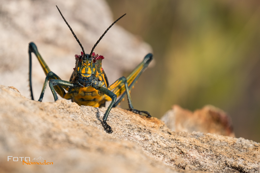 Heuschrecke in Madagaskar