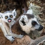 fotonomaden-madagaskar-lemuren