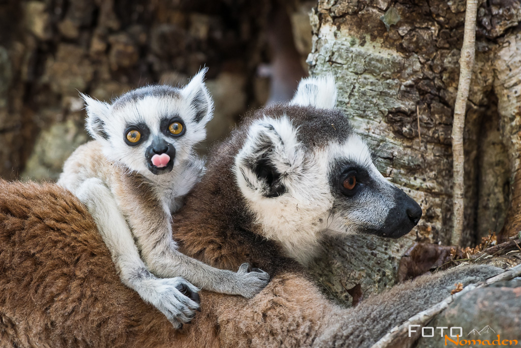 Katta Lemuren in Madagaskar