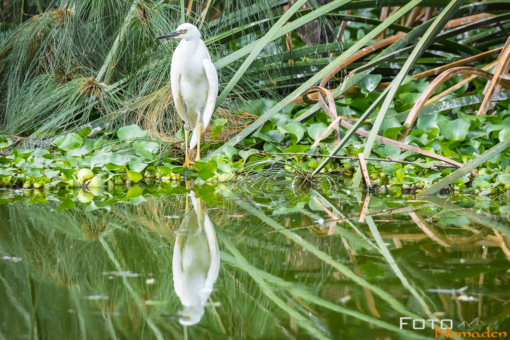 Reiher in Madagaskar