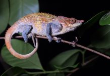 Madagaskars Tierwelt entdecken und fotografieren (Gastbeitrag) Madagaskar Tierfotografie - Chamäleon bei Nacht