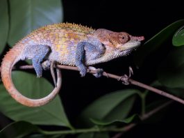 Madagaskars Tierwelt entdecken und fotografieren (Gastbeitrag) Madagaskar Tierfotografie - Chamäleon bei Nacht