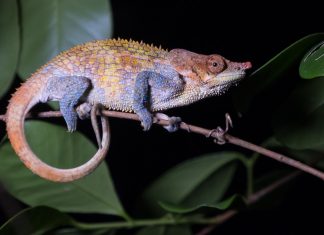 Madagaskars Tierwelt entdecken und fotografieren (Gastbeitrag) Madagaskar Tierfotografie - Chamäleon bei Nacht